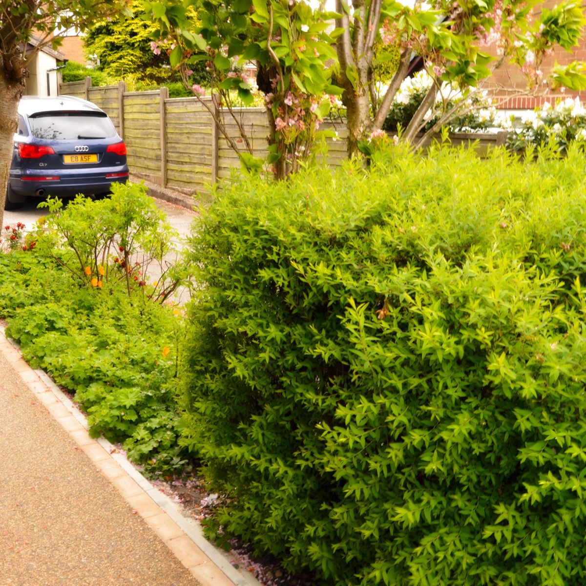 Pruning and Borders