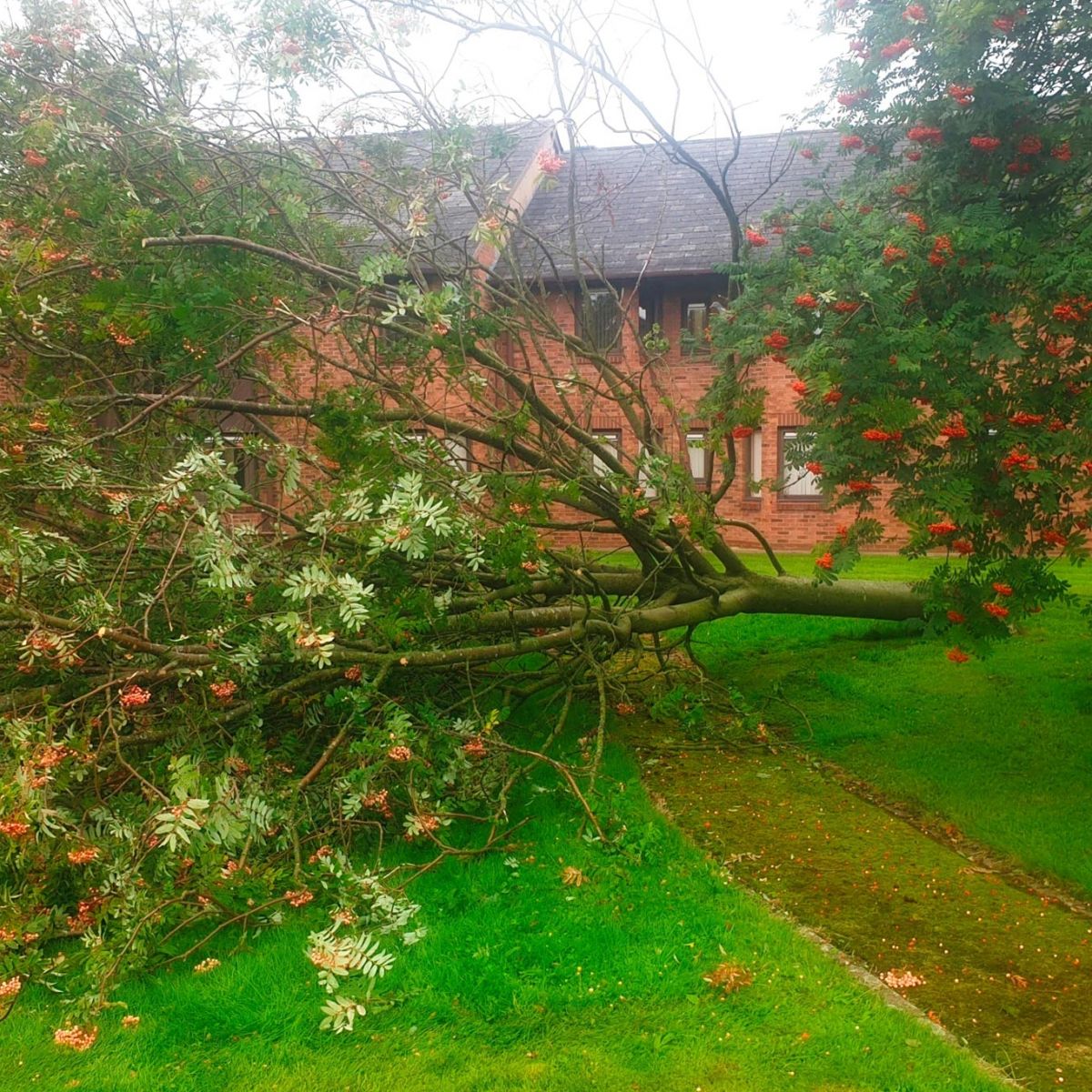 Tree and Branch Removal